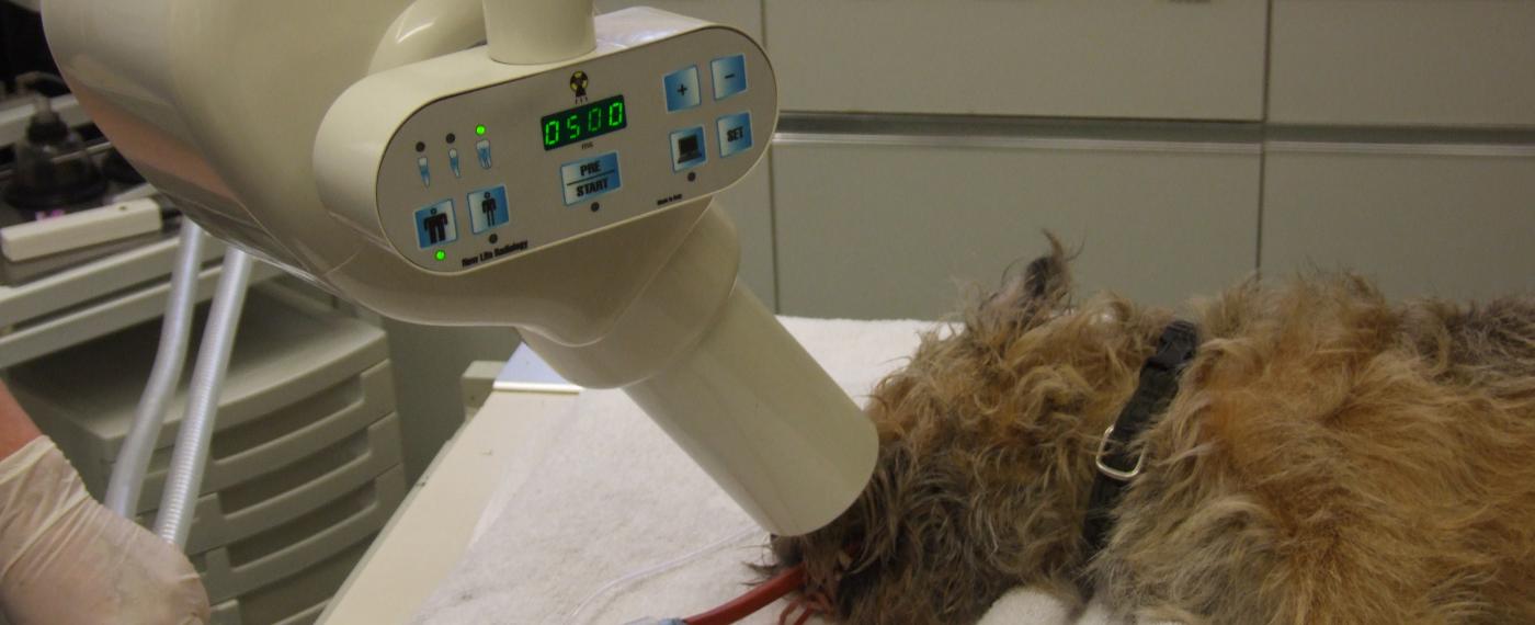 Dental Cain Veterinary Centre